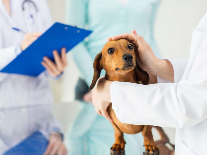 Vet Lobo Clinica Veterinária Sobradinho